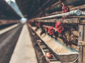 Organización y supervisión del personal de la explotación avícola