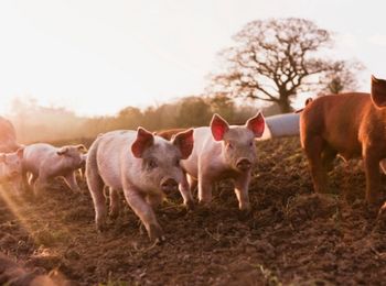 Aplicación de la normativa específica relacionada con la optimización de recursos en la explotación ganadera de recría y cebo