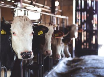 Empleo de programas y soluciones informáticas específicas en explotaciones de recreía y cebo