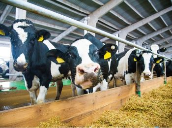 Nutrición de animales de recría y cebo