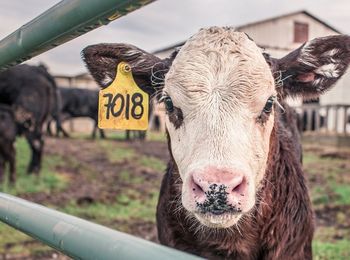 Aplicación de la normativa de seguridad y de protección medioambiental en la producción de animales de recría y cebo
