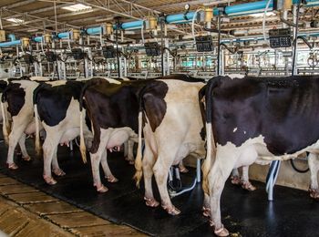 Manejo de hembras y equipos en operaciones de ordeño