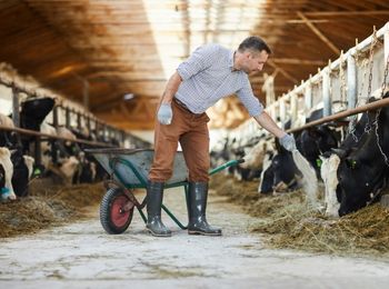Manejo de animales de recría y cebo