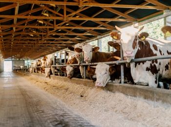 Aplicación de la normativa específica relacionada con la producción de producción de animales de recría y cebo