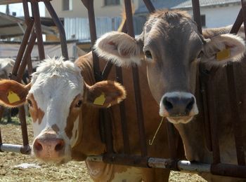 Prevención y tratamiento de enfermedades en animales de recría y cebo