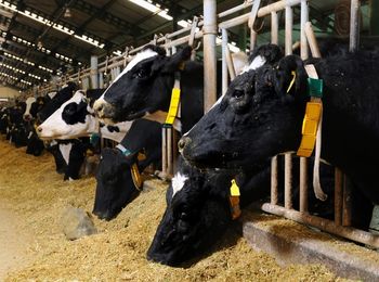 Nutrición animal en ganadería