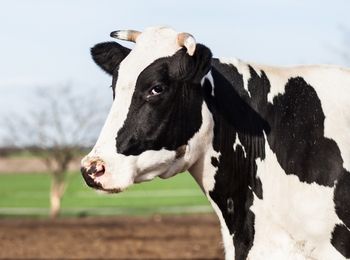 Aplicación de la normativa de seguridad y de protección medioambiental en la producción de animales de renuevo, de reproductores, crías y de producción de leche