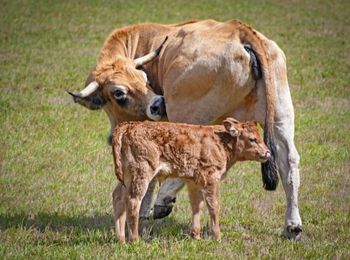 Detección de celo y cubrición en animales reproductores