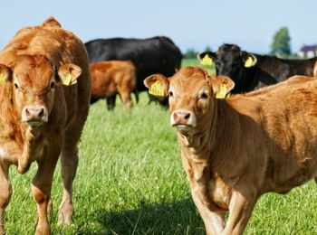 Morfología y fisiología de las especies ganaderas