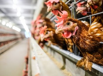 Empleo de aplicaciones informáticas genéricas y específicas en la gestión de explotaciones avícolas