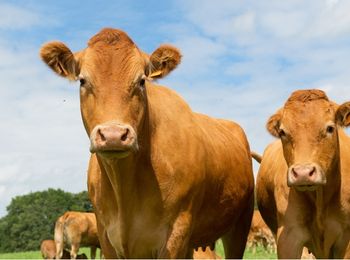 Recepción y expedición de futuros animales reproductores