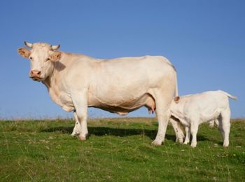 Manejo de hembras y crías en lactación