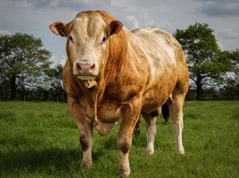 Manejo de machos reproductores