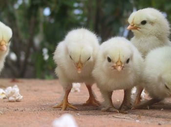 Manejo de pollos y huevos en la nacedora