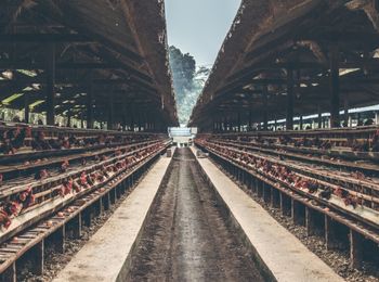 Organización de la explotación avícola