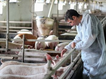 Preparación y administración de alimentos a animales de recría y cebo