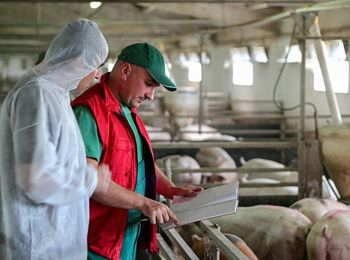 Organización y supervisión del personal de la explotación de recría y cebo