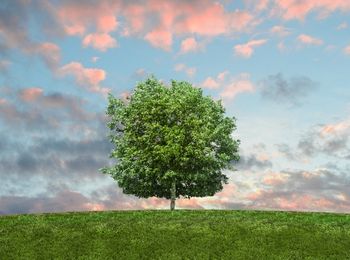 Determinación y comunicación del sistema de gestión ambiental