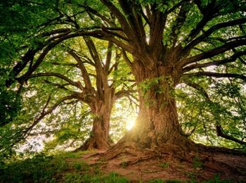 Puesta en marcha de los procedimientos aprobados por la organización del Sistema de Gestión Ambiental